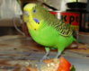 DSC07239.JPG