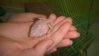 Krosha 9 days old4.jpg