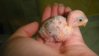 Krosha 11 days old4.jpg