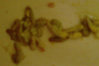 Фотка1394htl.jpg