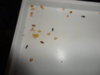 DSC02530.JPG