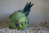 DSC00247.JPG