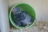 DSC00207.JPG