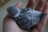 DSC00217.JPG