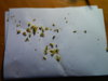 DSCN6865.JPG