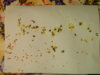 DSCN6867.JPG
