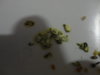DSC02506.JPG