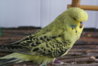 DSC00394.JPG