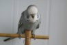 DSC00414.JPG