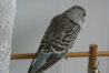 DSC00411.JPG
