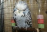 DSC00460.JPG