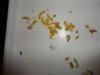 DSC02580.JPG