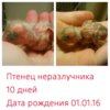 Moldiv_1452438153545.jpg