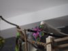 _1180068.jpg