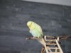 _1180170.jpg