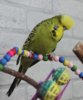 IMG_7385.JPG