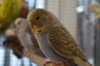DSC_1085.JPG