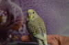 DSC_1106.JPG