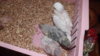DSCF8425.JPG