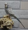 IMG_8376.JPG