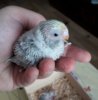 Старший лицом.jpg