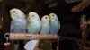 DSCF9758.JPG