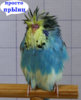 0000 IMG_0470 copy.jpg
