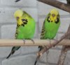 IMG_9768.JPG