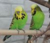 IMG_9762.JPG