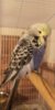 IMG-20190405-WA0069.jpeg