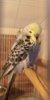 IMG-20190405-WA0067.jpeg