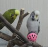 IMG_0068.JPG