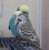 IMG_0526.JPG