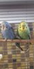 IMG-20190413-WA0013.jpeg