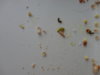 DSC02594.JPG