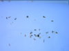 DSCN6933.JPG