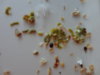 DSC02603.JPG