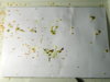 DSCN6961.JPG
