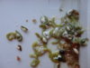 DSC02606.JPG