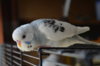 DSC_0466.JPG