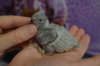 DSC_0482.JPG