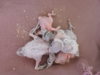 DSCN4907.jpg