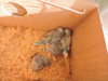 DSCN4966.jpg