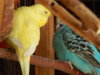 DSCN5103.JPG