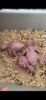 A3B11975-D8BB-4222-90E7-826B692FED7E.png