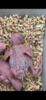 1182E333-F15A-4D4E-B592-B4C2F45056F9.png