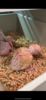 7D356DB4-3245-484C-9964-4EF115F690C9.png
