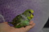 DSC_0442.JPG