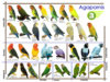 agapornis.jpg