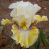 Iris Fancy A Flutter.jpg